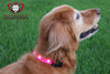 Lobo Commander LED Light Up Dog Collar - USB & Solar Rechargeable